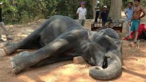 عکسی دیده نشده از حمله فیل به بوفالوی ۵۰۰کیلویی