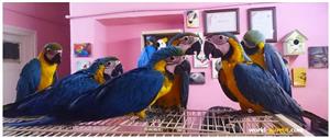 قاچاق پرندگان زینتی در  بازار خلیج فارس