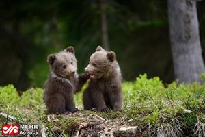 عکس روز نشنال جئوگرافیک / بازی دو بچه خرس در جنگل اوکراین