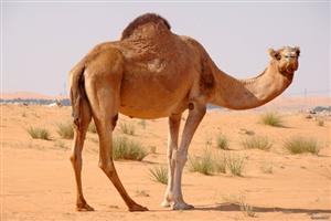 اتفاقی عجیب در رقابت سالیانه زیباترین شتر عربستان ! +تصاویر
