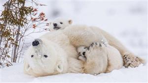  بازی خرس قطبی مادر با توله هایش /عکس