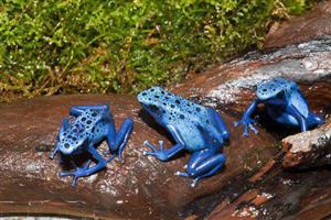 عکسی جالب از قورباغه های آبی رنگ در آمازون