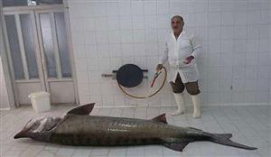 صید ماهی ۲۰۵ کیلویی در سواحل گیلان!/عکس
