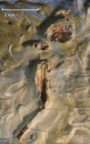 کشف ملخ مرده در نقاشی «ونگوگ»/عکس
