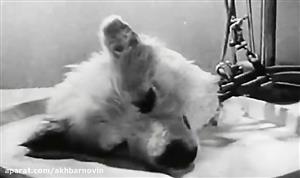  زنده کردن سگ مرده توسط دانشمندان روس! + فیلم