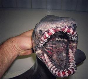  کشف هیولای وحشتناک دریایی با ۳۰۰ دندان!+عکس
