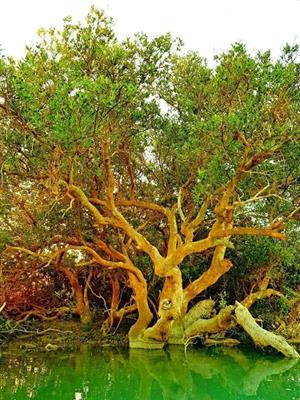 عکس/مشهورترین درخت دریایی ایران
