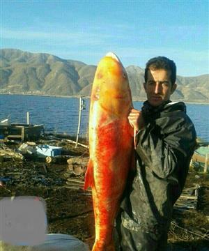 صید ماهی قرمز 20 کیلویی+عکس
