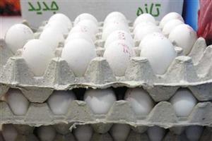 تخم مرغ باز هم گران می شود؟