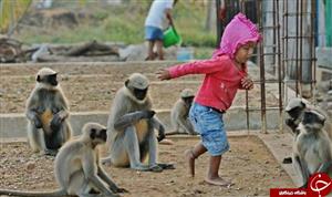 دوستی عجیب کودک خردسال با میمون ها!+عکس

