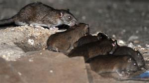 خطر حمله موش‌های آدمخوار در زلزله احتمالی تهران صحت دارد؟