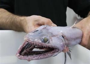 عجیب‌ترین و ترسناک‌ترین هیولاهای دریایی سال 2017 +تصاویر
