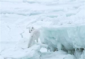 تصویری دیدنی از یک روباه سفید قطبی
