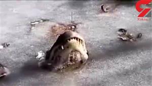 تمساح ها در هوای سرد یخ زدند!+ فیلم