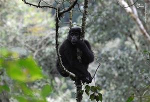 عکسی عجیب از گوریل‌های کوهی کنگو‎