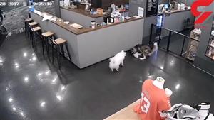 دعوای جالب دو سگ در فروشگاه+ فیلم