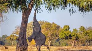 عکس/ حرکت زرافه ای یک فیل!
