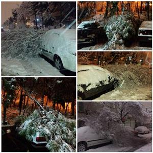 سقوط درخت بر روی خودروها بر اثر برف شدید در تهران/عکس
