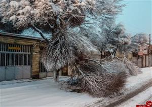 خسارت برف به درختان تهران+ عکس