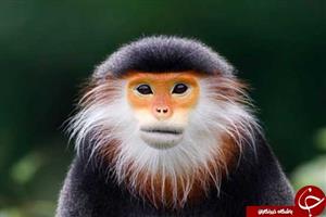 میمون‌ زیبا و در حال انقراض+تصاویر
