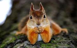عکس هایی فوق جذاب از المپیک زمستانی سنجاب ها 

