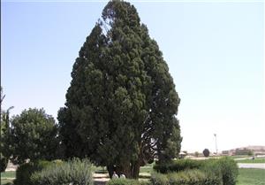 پیرترین درخت ثبت جهانی شد+عکس
