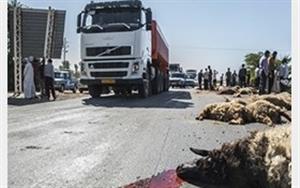 تصادف مرگبار کامیون با گله گوسفند