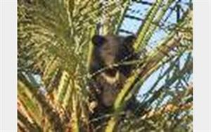 نجات توله خرس سیاه توسط محیط بان