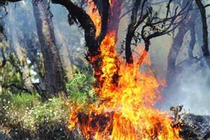 4 هکتار از درختان جنگلی جهرم سوخت