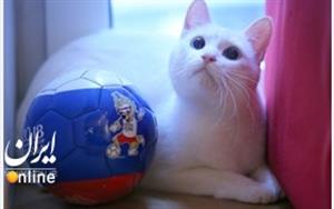 هر چهار سال یک حیوان جام جهانی را پیشگویی میکند/ گربه پیشگو در راه جام جهانی