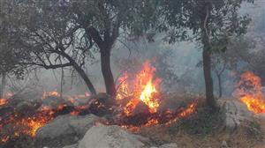 آتش‌سوزی در 15 هکتار از جنگل‌ها و مراتع بهمئی
