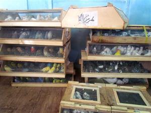 کشف بیش از ۹۰۰ پرنده کمیاب زینتی در خوزستان