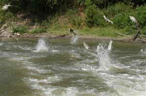 ماهیان در حسرت رودخانه های زلال