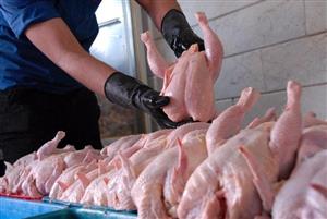 سخنگوی دولت: ۲۲۰ تن مرغ منجمد توزیع می شود
