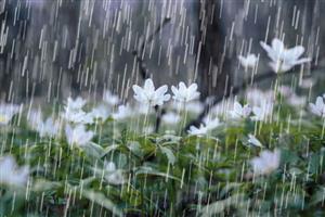 بارش باران در محورهای مواصلاتی ۳ استان کشور 