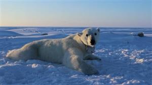 هجوم خرس‌های قطبی در روسیه و اعلام وضعیت اضطراری