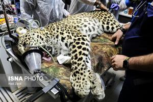 ایجاد بانک اسپرم پلنگ ایرانی در باغ‌وحش تهران