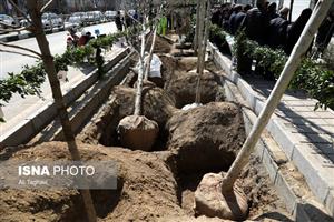 کاشت درخت در ۱۲۵۰ هکتار کمربند سبز تهران تا دو هفته آتی