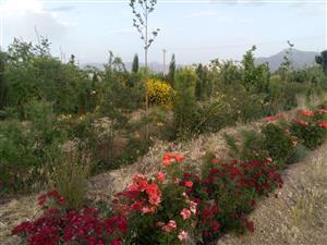 محلات؛ پایتخت گل و گیاه ایران