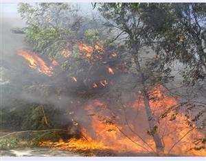 آتش‌سوزی در ۱۱ هزار هکتار از جنگل‌ها و مراتع کشور از ابتدای تابستان
