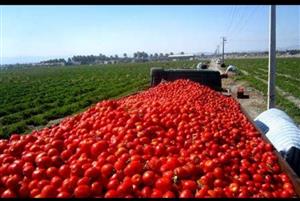 خرید حمایتی گوجه‌فرنگی از امروز در کرمان آغاز می‌‌شود
