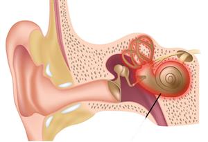 دانشمندان پتانسیل بازسازی نهفته گوش داخلی را کشف کردند
